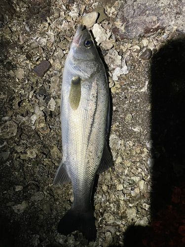 セイゴ（タイリクスズキ）の釣果