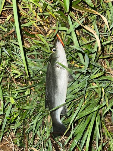 セイゴ（ヒラスズキ）の釣果