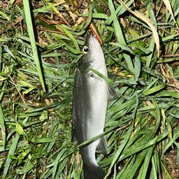 セイゴ（ヒラスズキ）