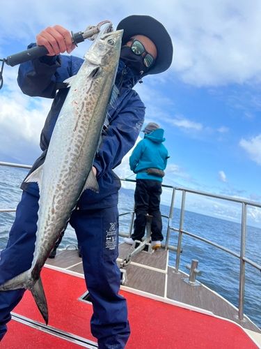 サワラの釣果