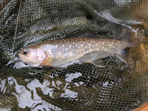 イワナの釣果