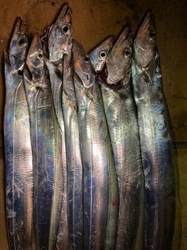 タチウオの釣果