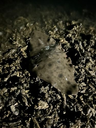 ツバクロエイの釣果