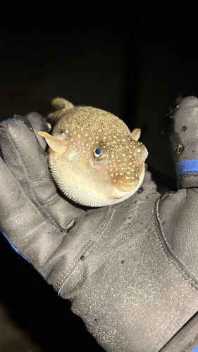 フグの釣果
