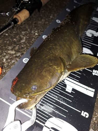 ナマズの釣果