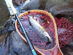 ヤマメの釣果