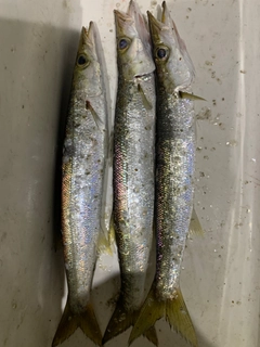 カマスの釣果