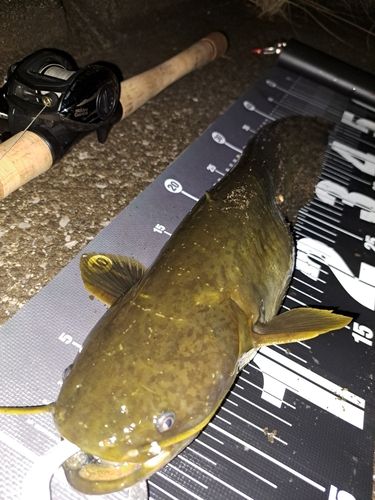 ナマズの釣果