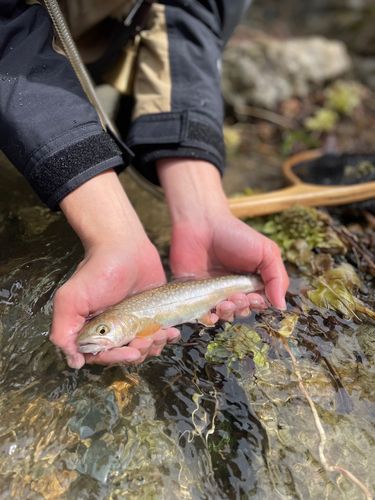 イワナの釣果