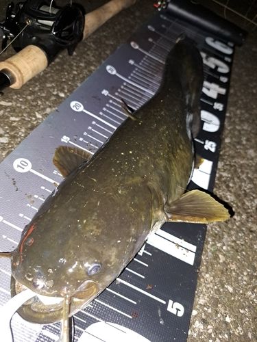 ナマズの釣果