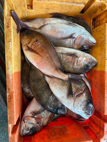 タイの釣果