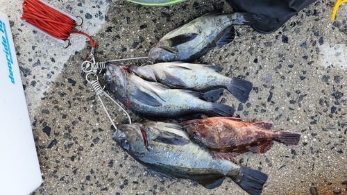メバルの釣果