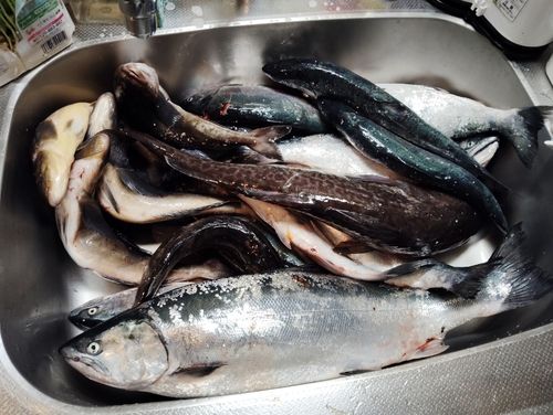 サクラマスの釣果