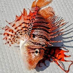 ハナミノカサゴ