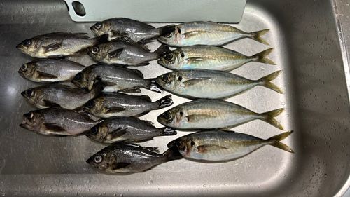 アジの釣果