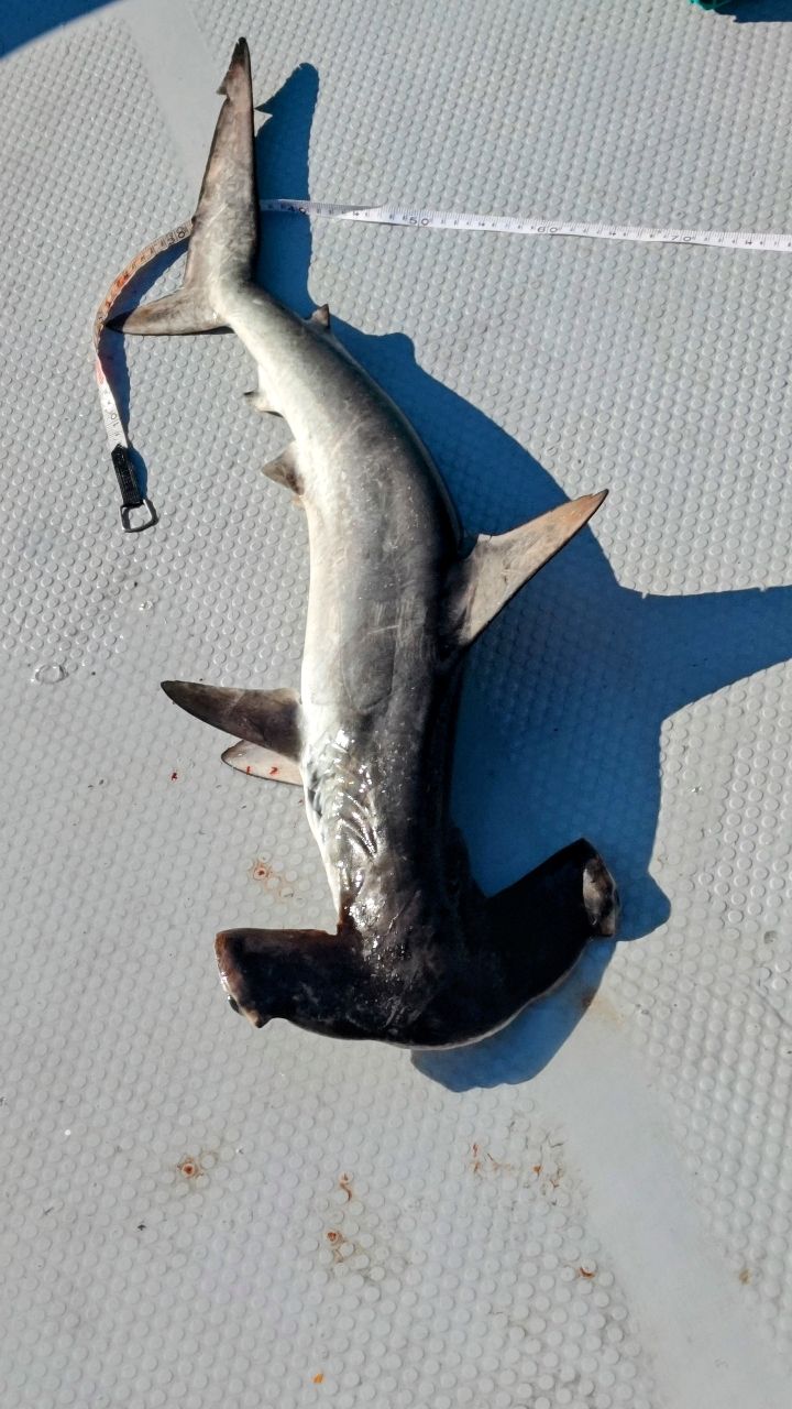 ハンマーヘッドシャーク