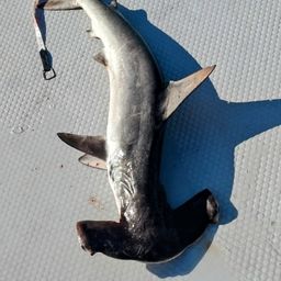 ハンマーヘッドシャーク