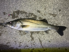 セイゴ（マルスズキ）の釣果