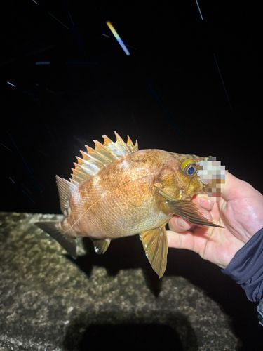 メバルの釣果