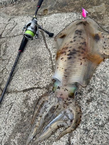 アオリイカの釣果