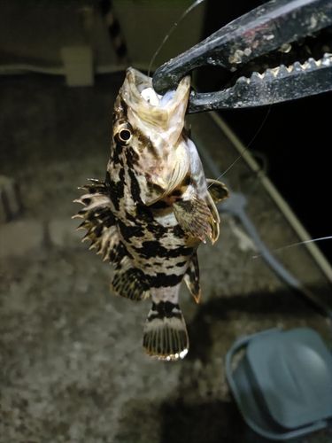 ガシラの釣果