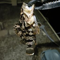 ガシラ