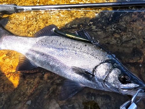 ヒラスズキの釣果