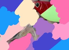 モクズガニの釣果