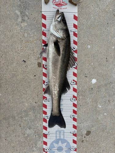 シーバスの釣果