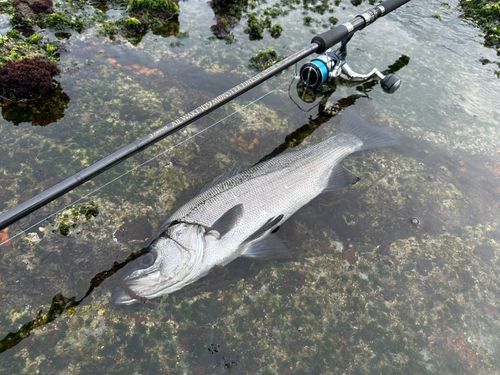 ヒラスズキの釣果