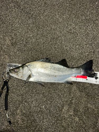 フッコ（ヒラスズキ）の釣果