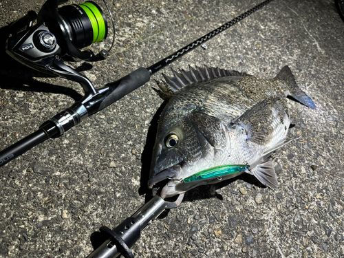 クロダイの釣果