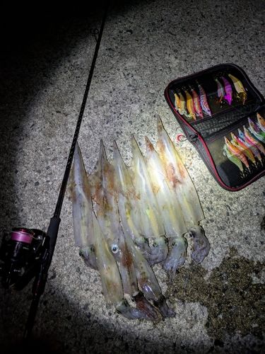 ヤリイカの釣果