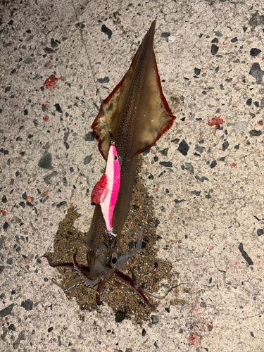 ヤリイカの釣果