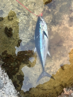 ミナミマグロの釣果