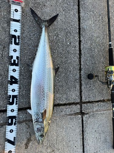 サワラの釣果