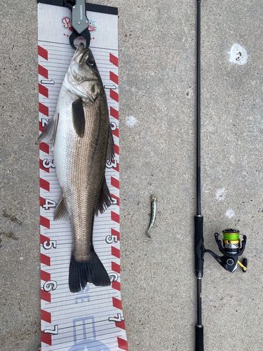 シーバスの釣果