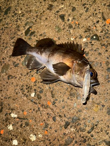 シロメバルの釣果