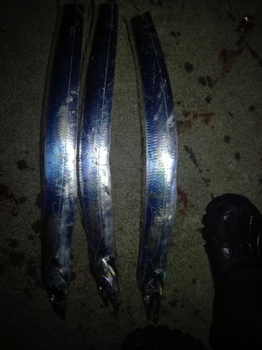 タチウオの釣果