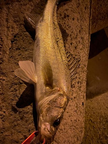 セイゴ（マルスズキ）の釣果