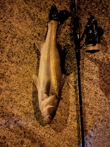 セイゴ（マルスズキ）の釣果