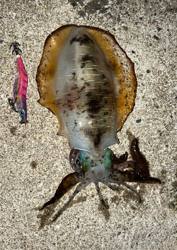 アオリイカの釣果
