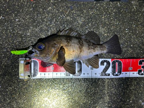 メバルの釣果