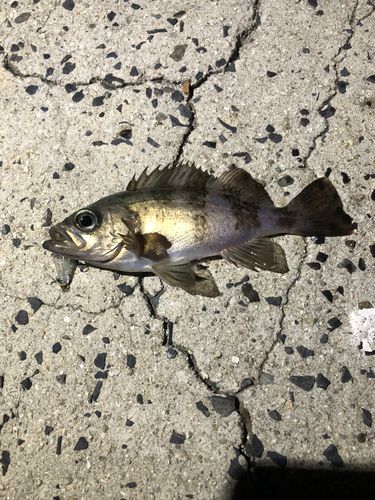 メバルの釣果