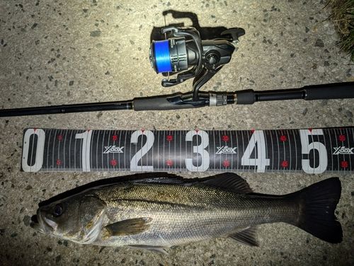 セイゴ（マルスズキ）の釣果