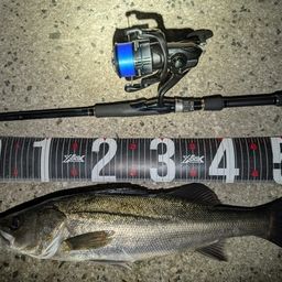 セイゴ（マルスズキ）