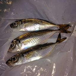 アジ