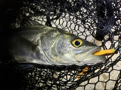 セイゴ(マルスズキ)の釣果