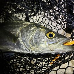 セイゴ（マルスズキ）