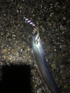タチウオの釣果